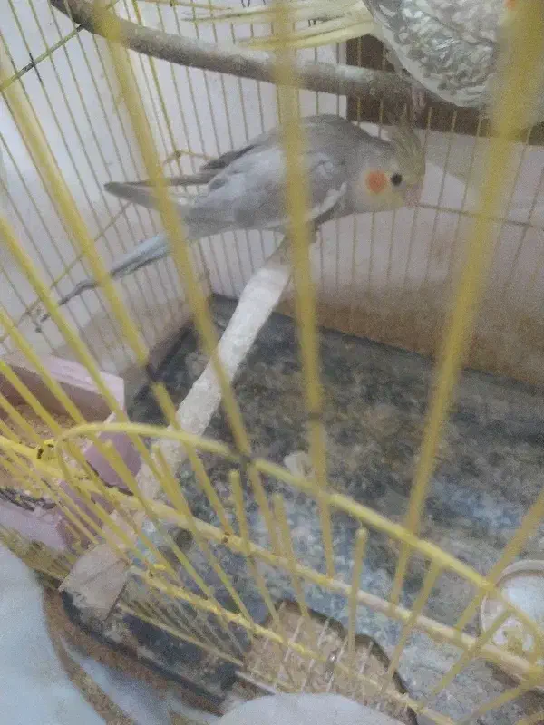 جوجه عروس هلندی|پرنده|پاکدشت, کبودگنبد|دیوار