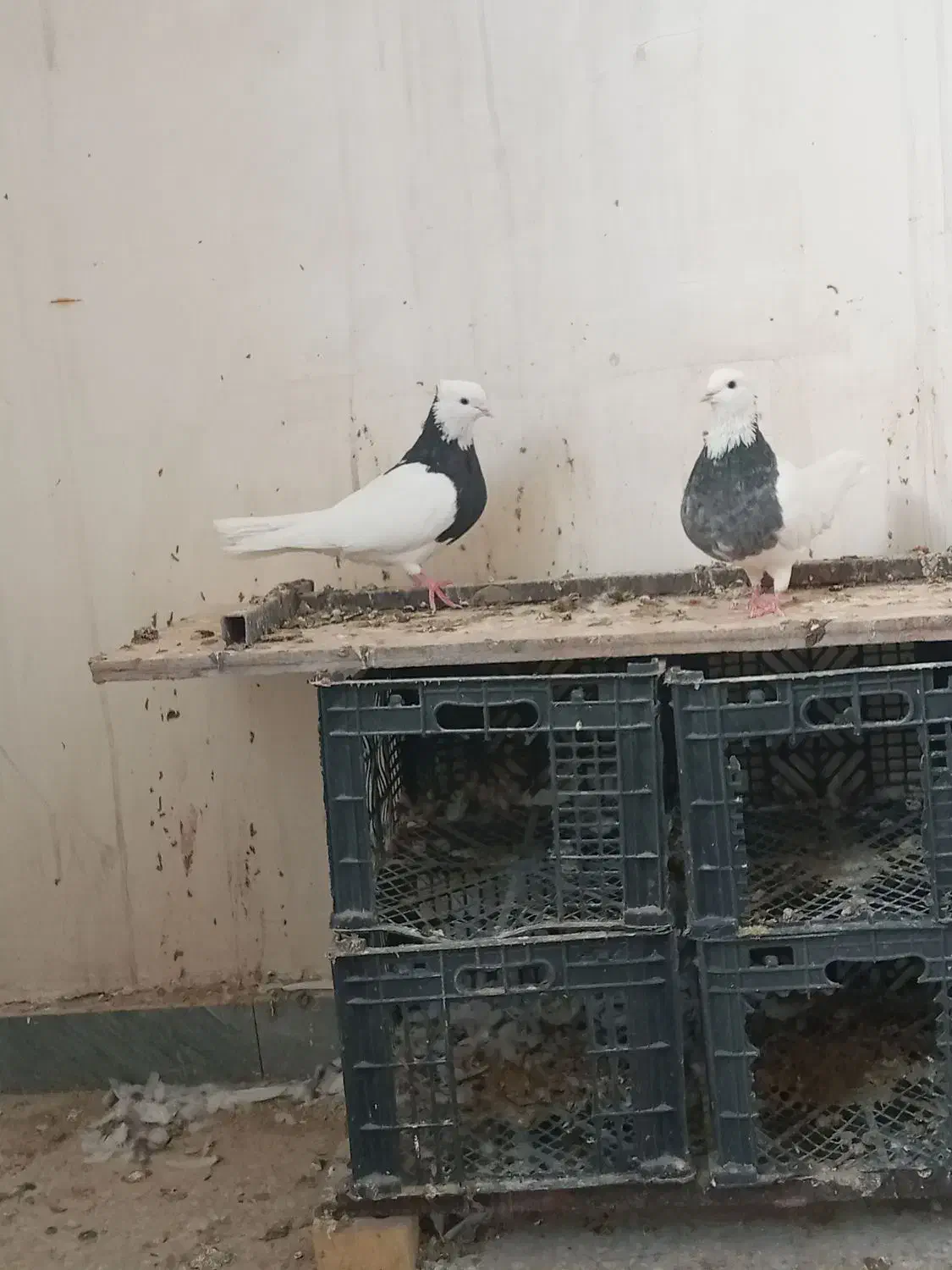 جفت طوقی|پرنده|بهبهان, |دیوار