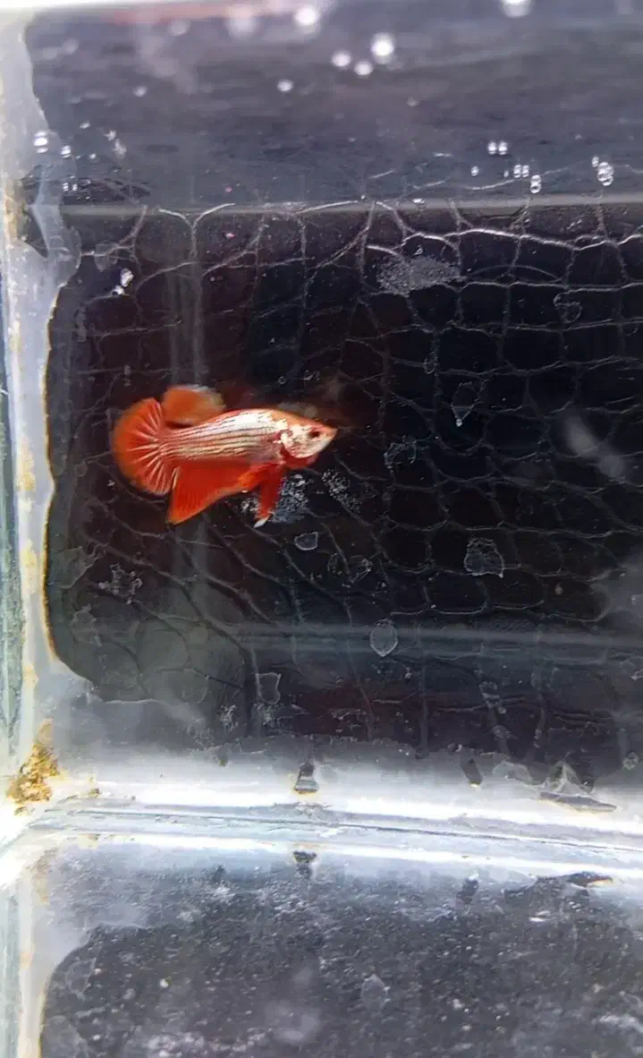 انواع نژاد ماهی فایتر|ماهی|نجفآباد, ویلاشهر|دیوار