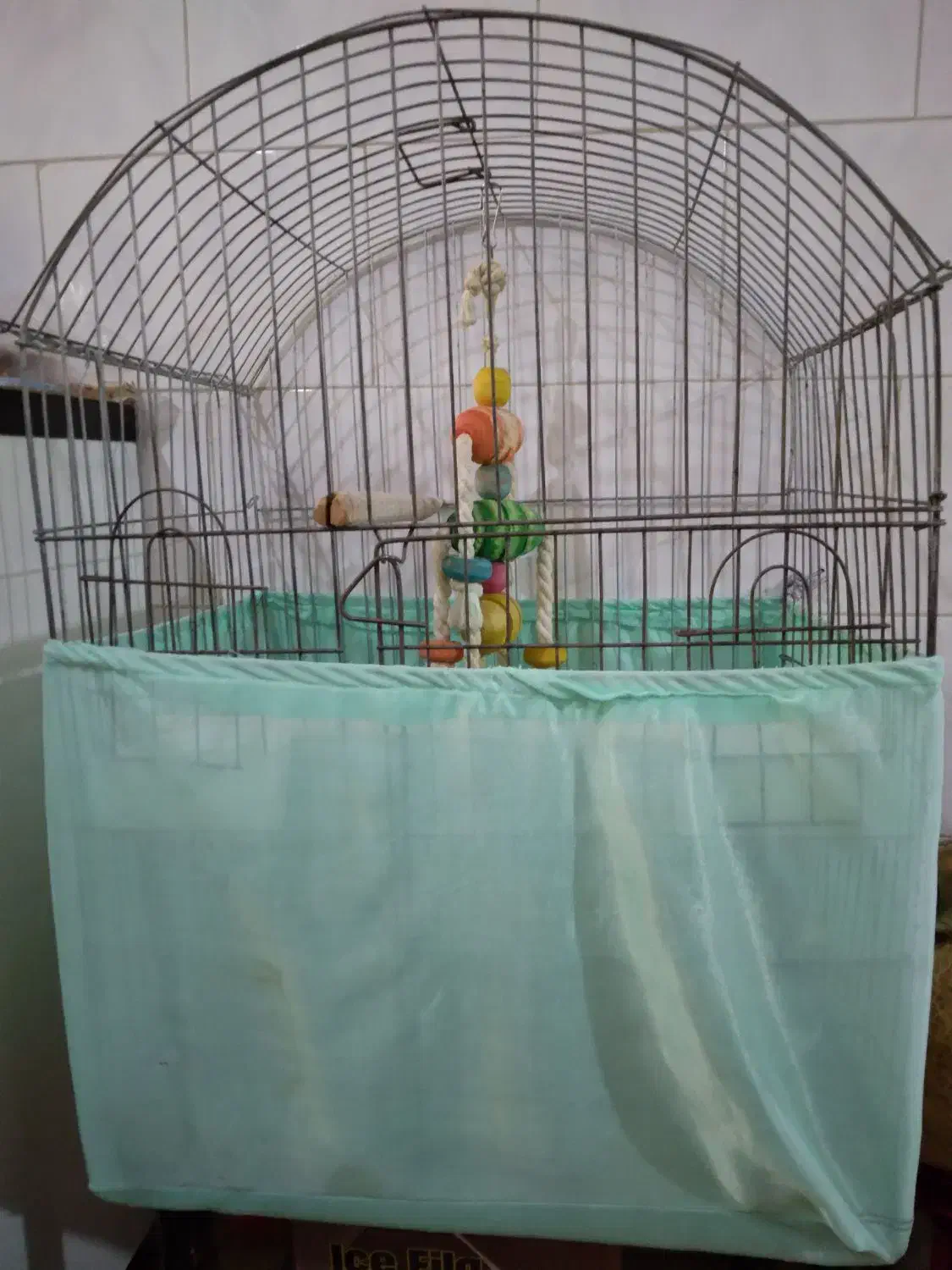 عروس هلندی همراه قفس بزرگ|پرنده|ماهدشت, |دیوار