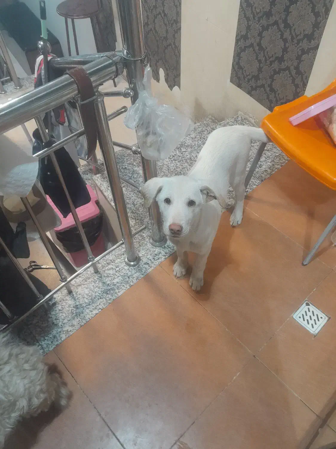 توله سگ خراسانی|سگ|شیراز, شهرک والفجر|دیوار