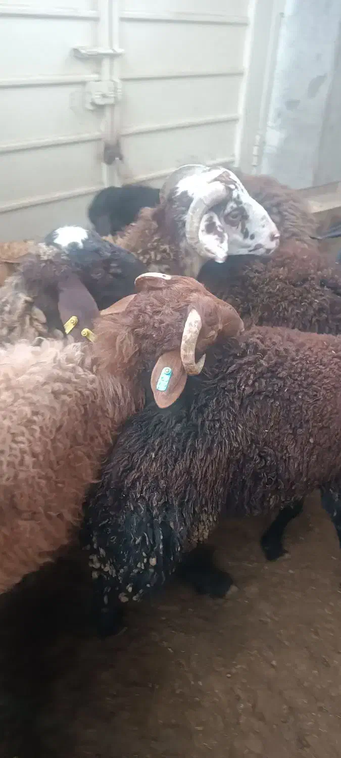 بره نر هفت ماهه همه چاق و سرک دار  کیلویی 420|حیوانات مزرعه|گرگان, |دیوار