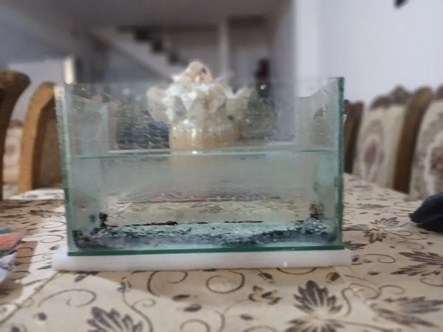 آکواریم|ماهی|اردبیل, |دیوار