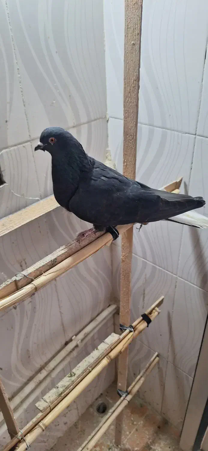 کفتر زاغ|پرنده|کوهدشت, |دیوار