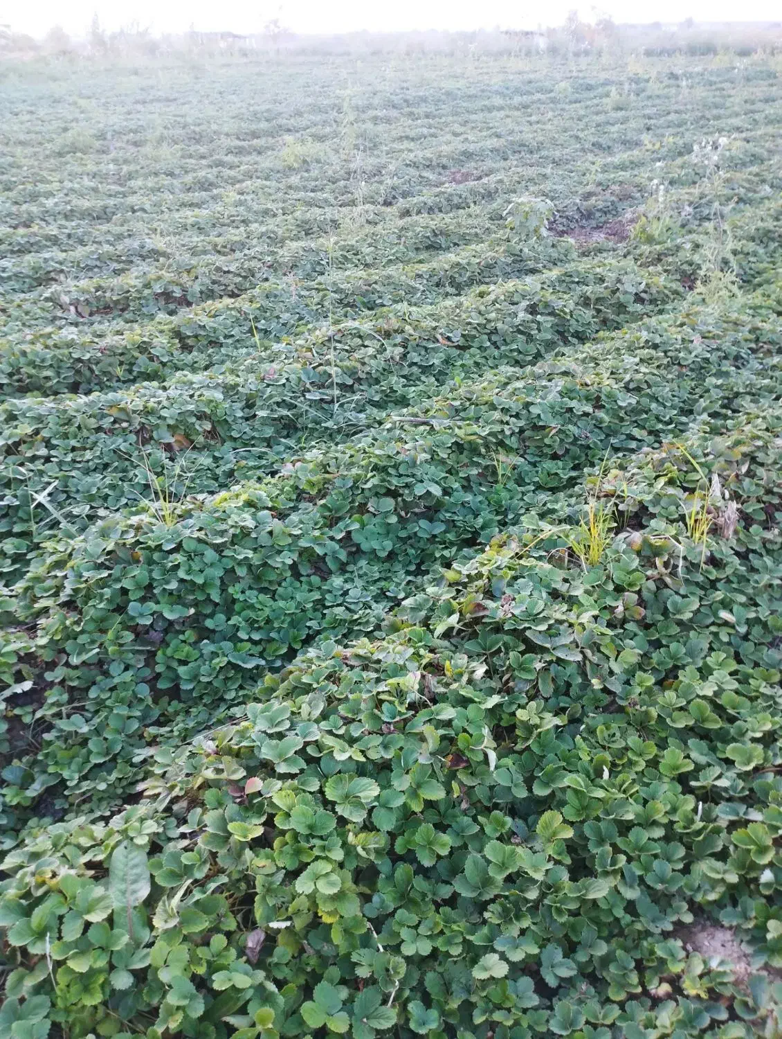 نهال توت فرنگی|خدمات باغبانی و درختکاری|خان ببین, |دیوار