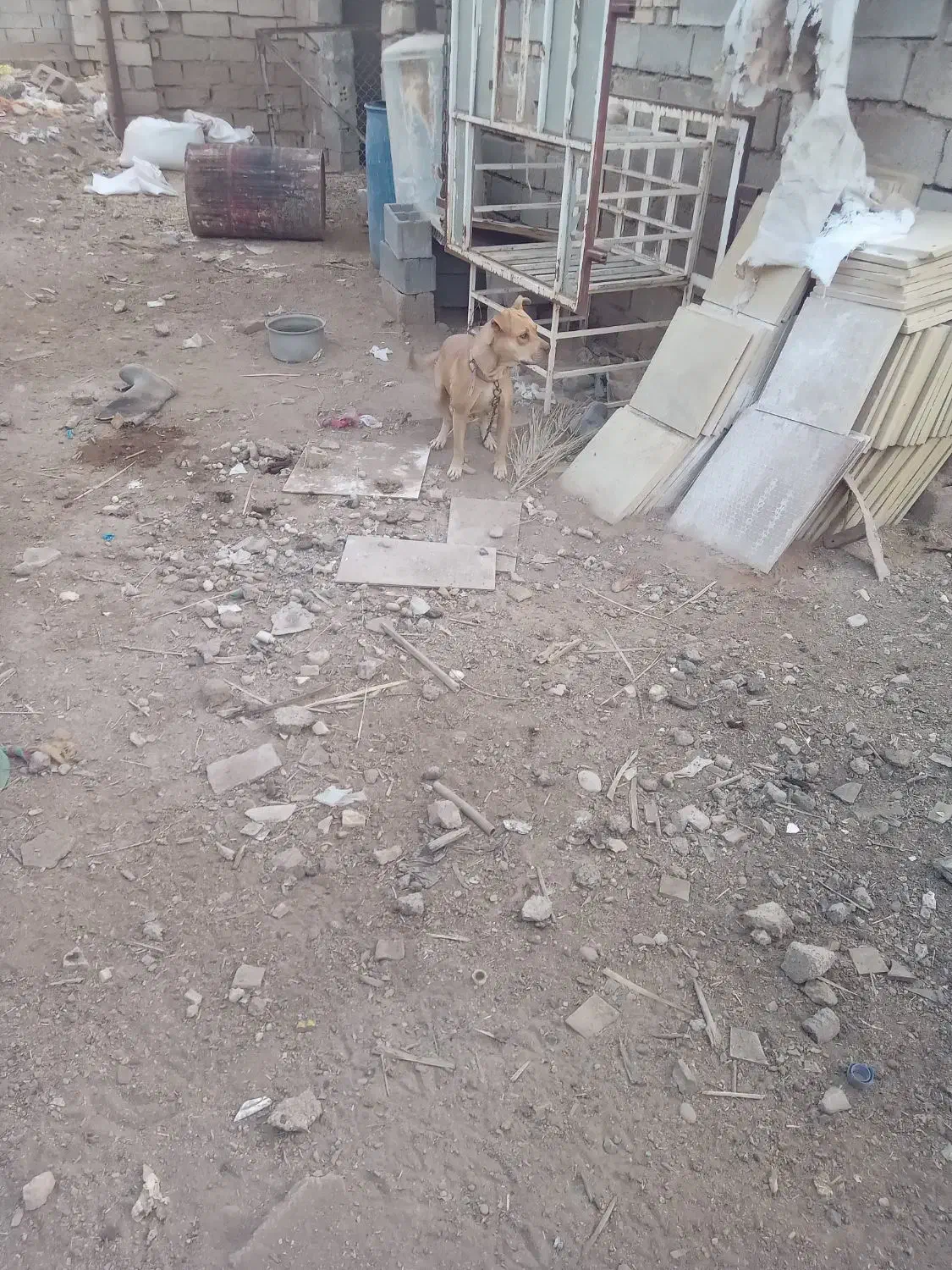 در امیدیه|سگ|امیدیه, |دیوار