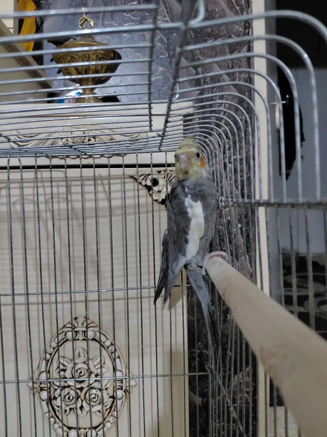 یک عدد عروس هلندی سینامون|پرنده|پاکدشت, پاکدشت (مامازند)|دیوار