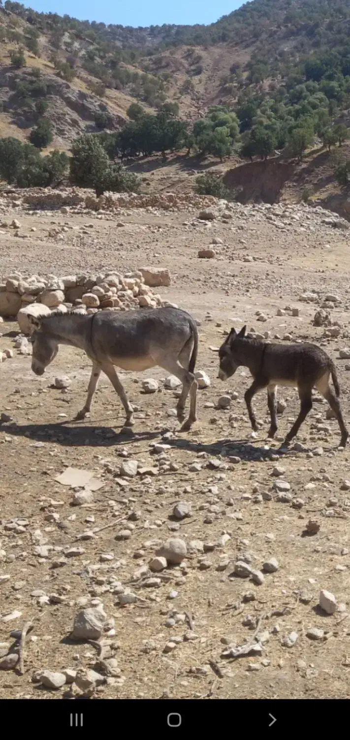 الاغ|حیوانات مزرعه|اندیمشک, |دیوار