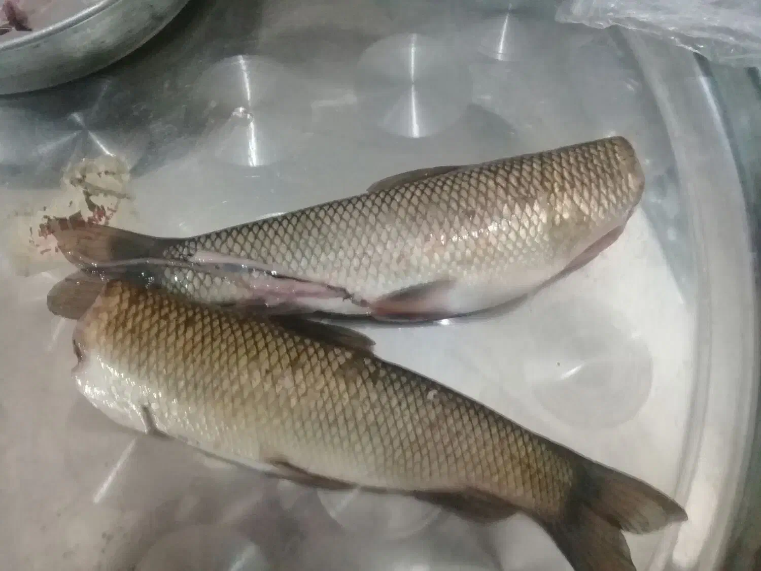 ماهی جغاتی|ماهی|شاهین دژ, |دیوار