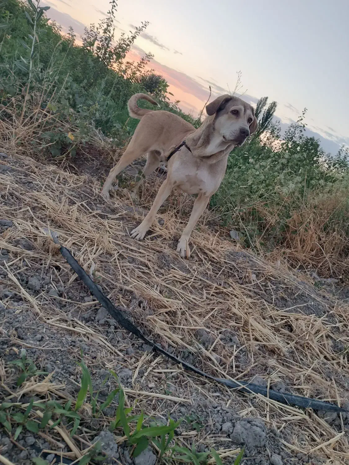 ماده.پژدر|سگ|گلبهار, شهر جدید گلبهار|دیوار