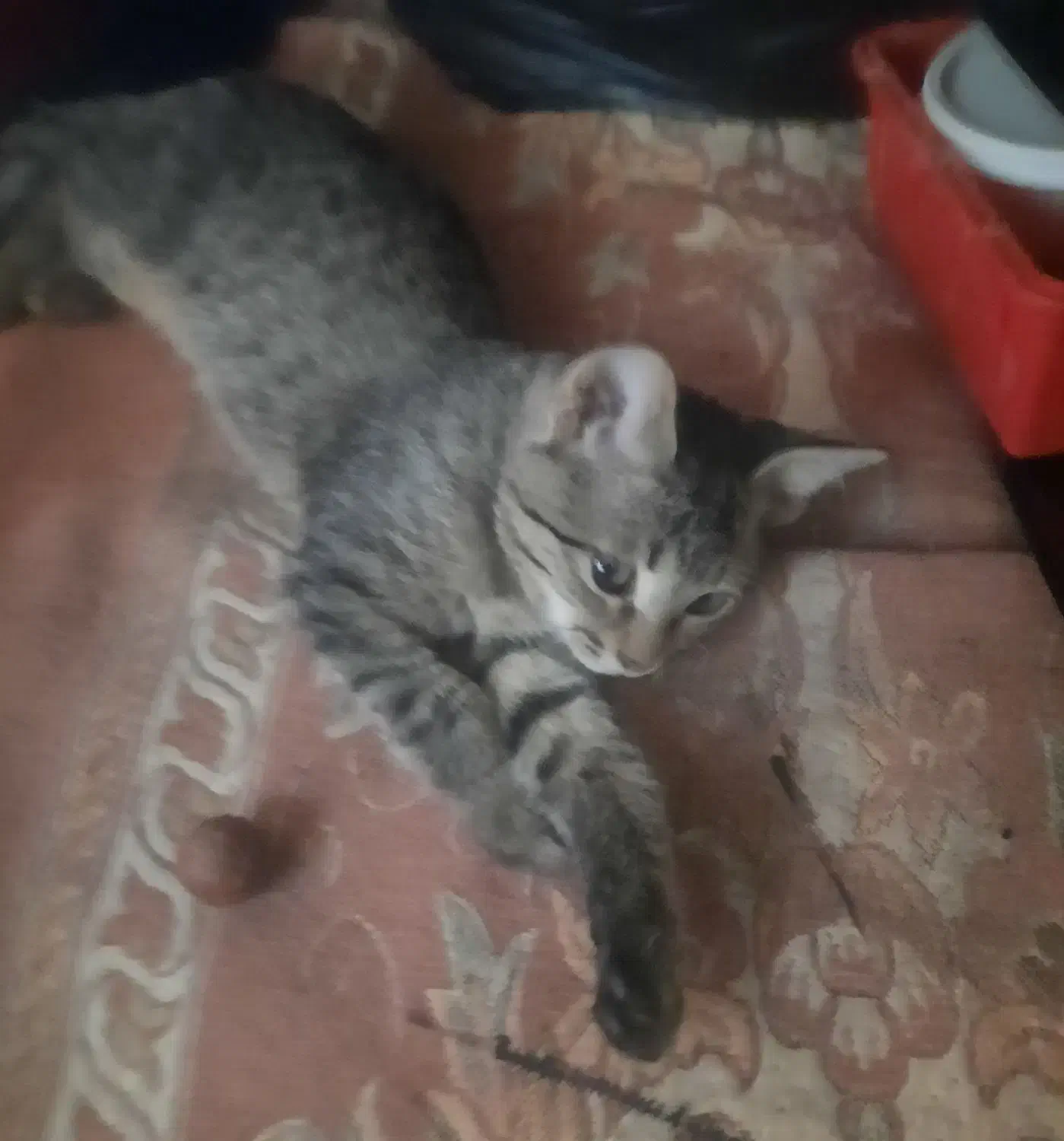 گربه گمشده در سرچشمه پور|گربه|رفسنجان, |دیوار