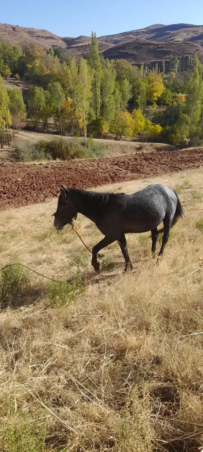 اسب|اسب و تجهیزات اسب‌سواری|خلخال, |دیوار