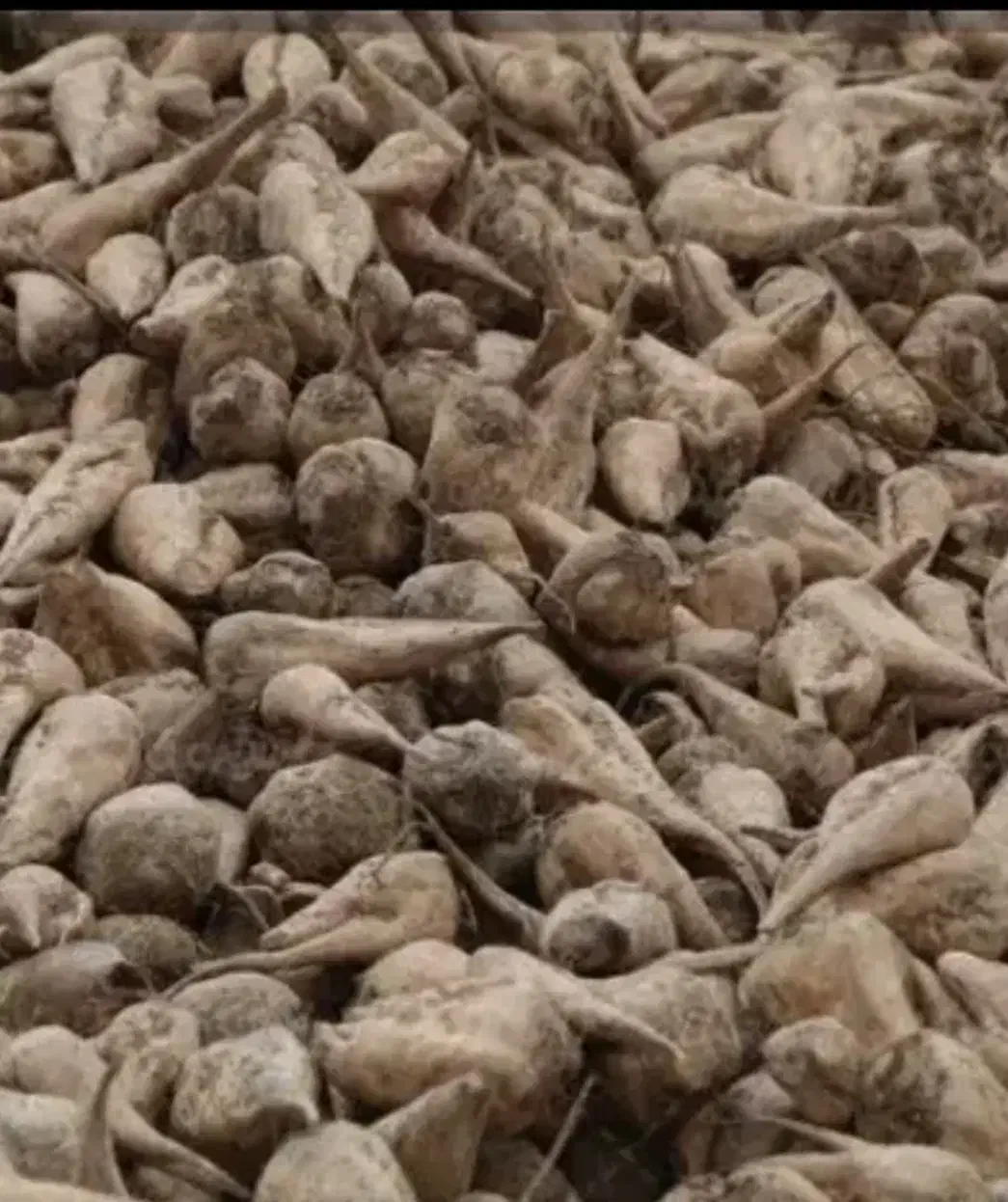 چغندر دامی|خدمات باغبانی و درختکاری|شوشتر, |دیوار