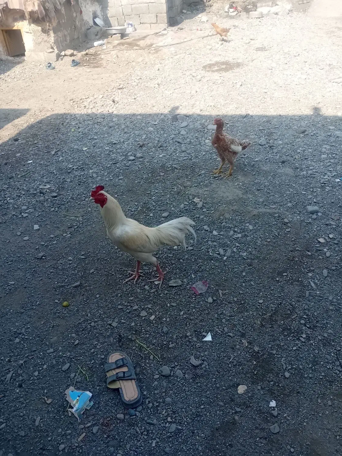 مرغ وخروس|حیوانات مزرعه|رودان, |دیوار