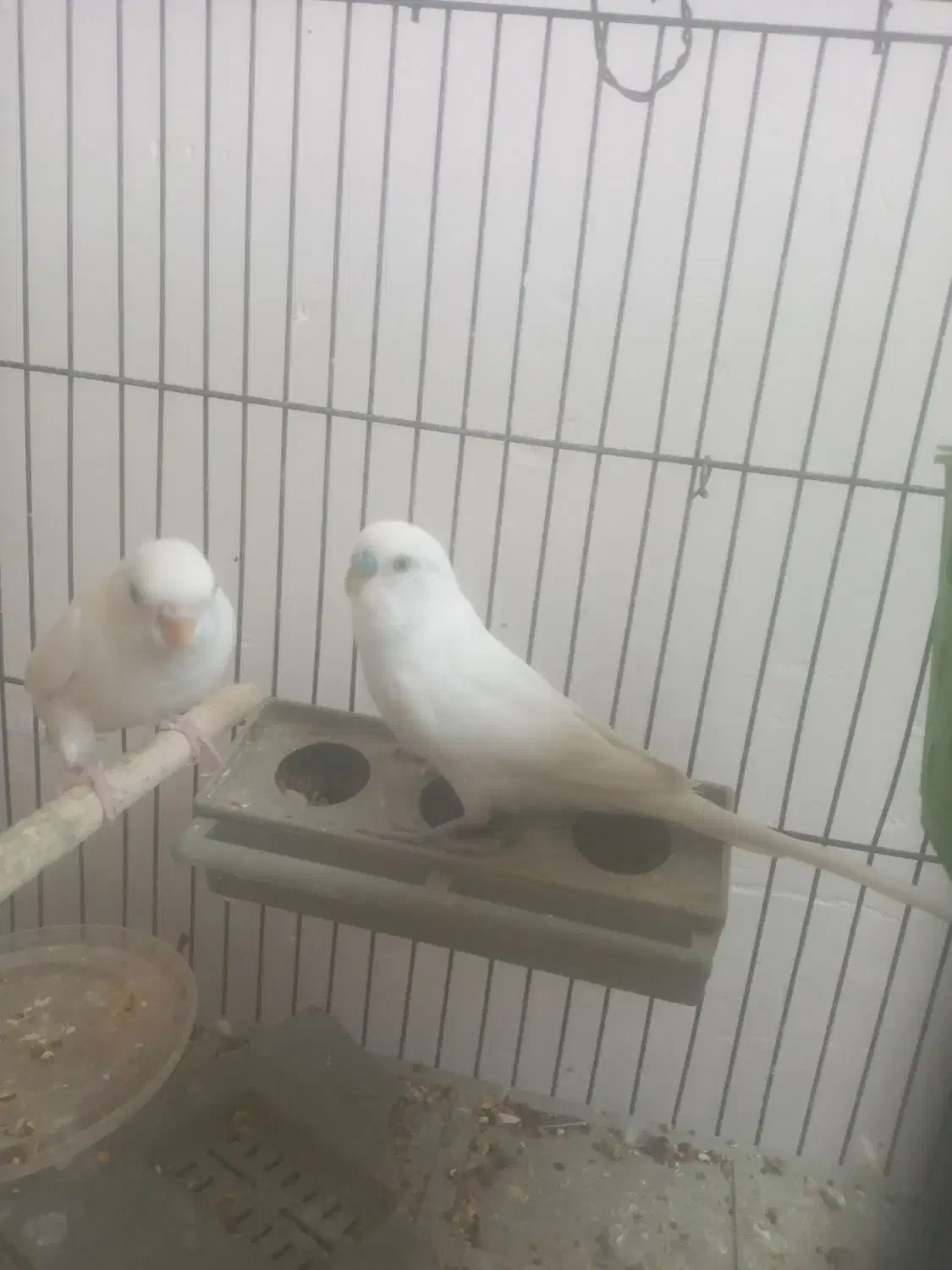 مرغ عشق|پرنده|فسا, |دیوار