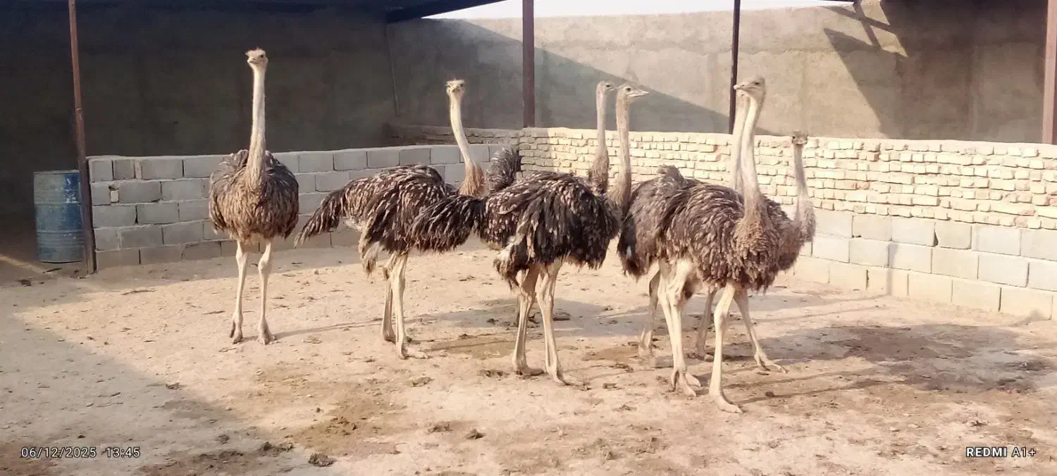 شترمرغ 5 ماه|حیوانات مزرعه|خاوران, |دیوار