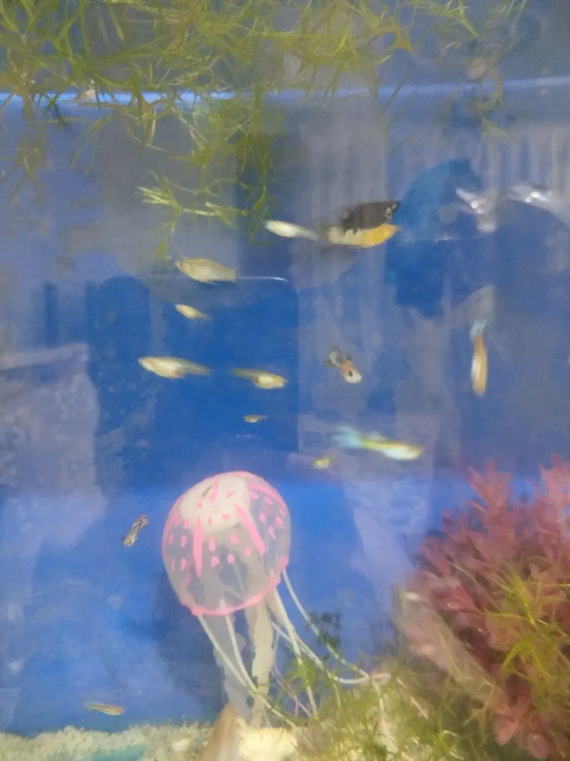 ماهی گوپی و مولی|ماهی|تهران, کوهک|دیوار