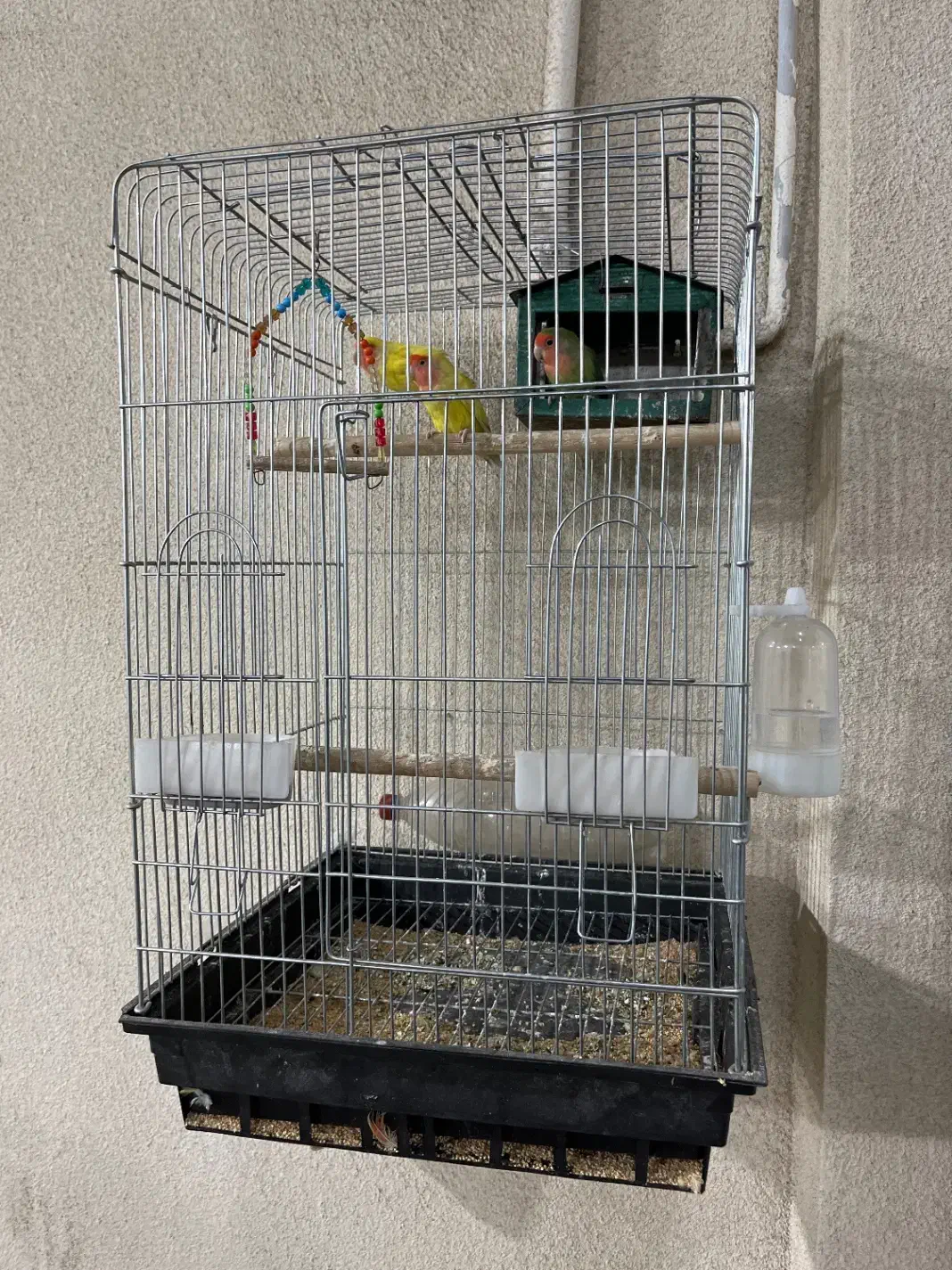 سه عدد طوطی برزیلی به همراه قفس|پرنده|کرمانشاه, |دیوار