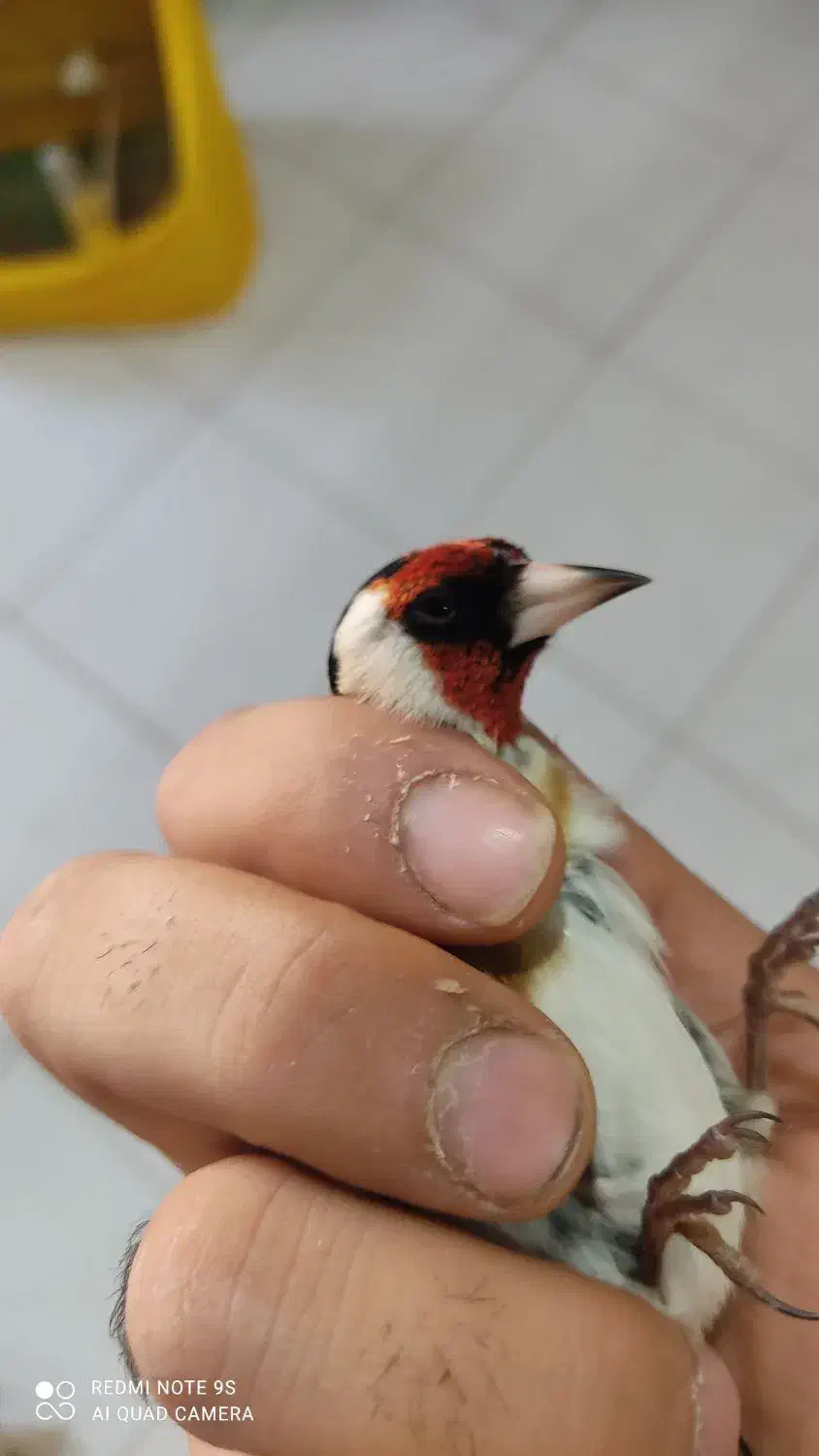 سهره نر|پرنده|کرج, مهرویلا جنوبی|دیوار