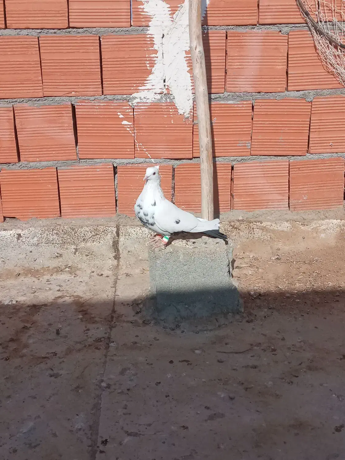 کبوتر قلدور و پرشی|پرنده|بجنورد, |دیوار