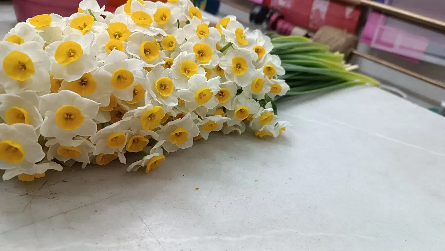 گل نرگس معطر|گل و گیاه طبیعی|اصفهان, درب سیبه علیا|دیوار