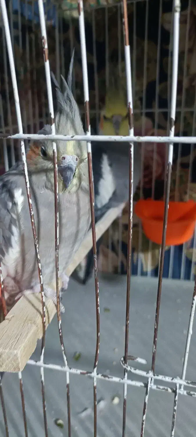 عروس هلندی جفت|پرنده|مشهد, شهید قربانی|دیوار