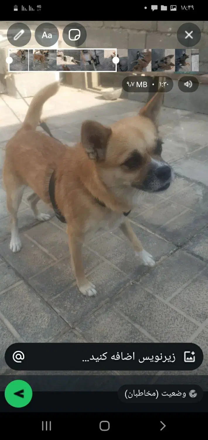 سگ گم شدع|سگ|کهنوج, |دیوار