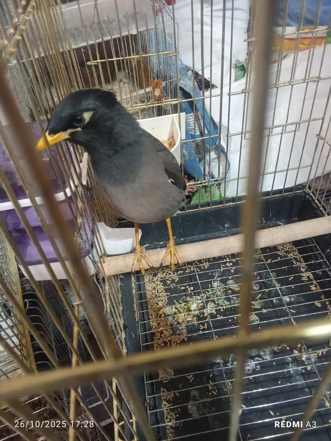 مرغ مینا زیبا باهوش|پرنده|فسا, |دیوار