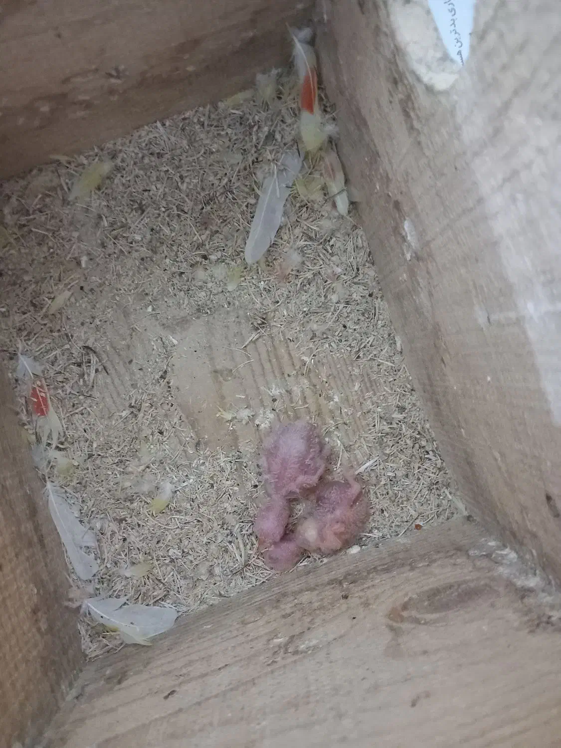 طوطی برزیلی|پرنده|رشت, سلیمانداراب|دیوار