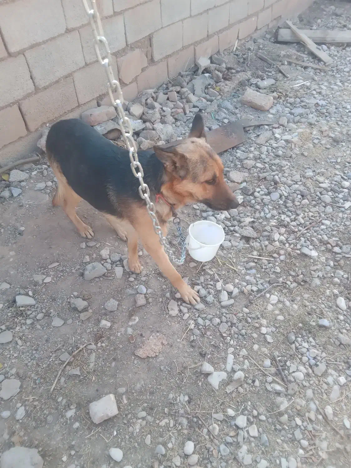 سگ ژرمن نر|سگ|تاکستان, |دیوار