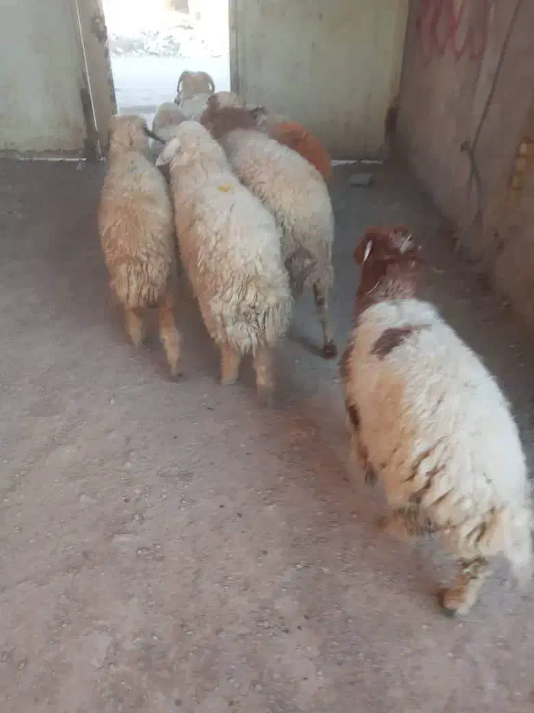 باسلام خدمته شماه گوسفند|حیوانات مزرعه|اهواز, گلدشت|دیوار