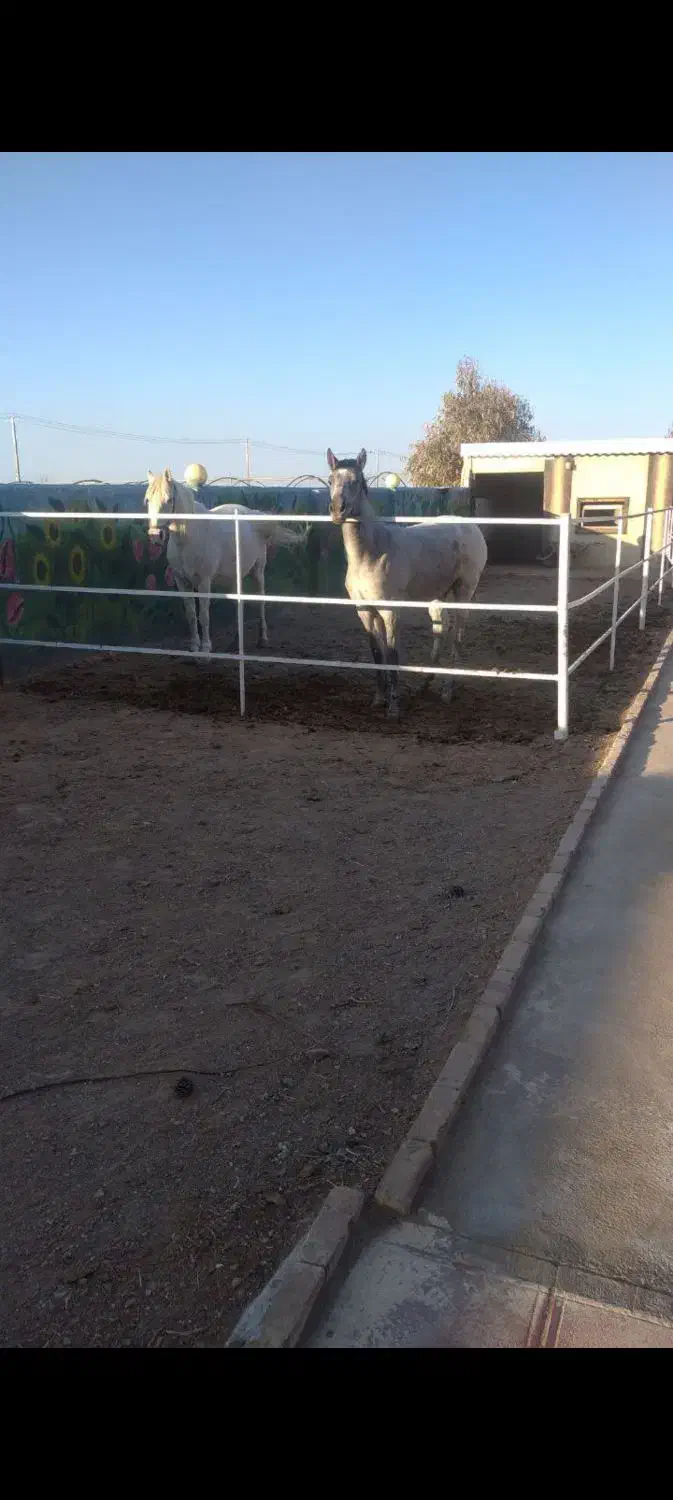 اسب|اسب و تجهیزات اسب‌سواری|گناباد, |دیوار