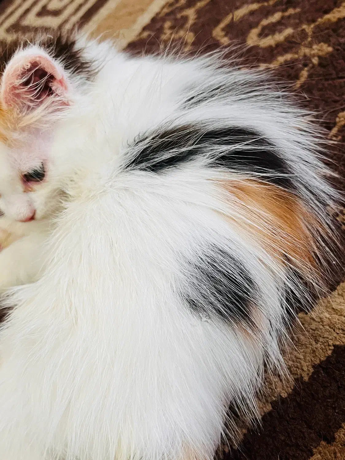 پرشین میکس|گربه|دزفول, |دیوار