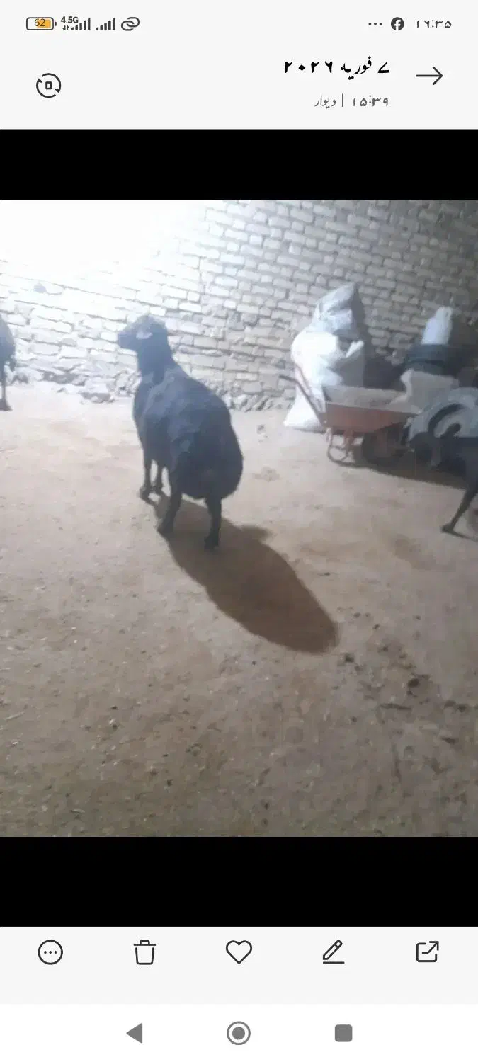 فروش گوشت گوسفندی|حیوانات مزرعه|نظرآباد, نظرآباد|دیوار