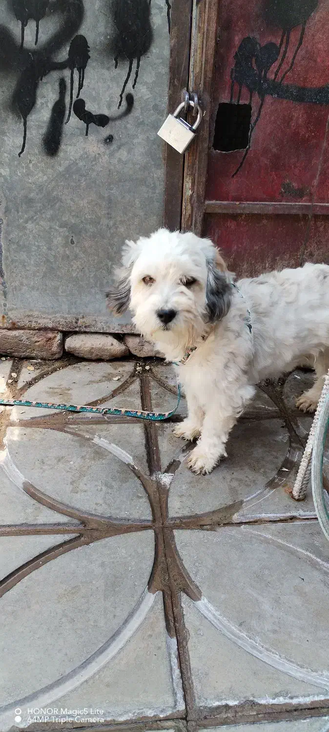 سگ نژاد دار|سگ|بم, |دیوار