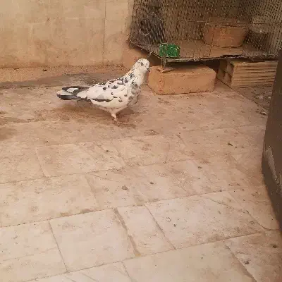 کفتر|پرنده|قم, ارم|دیوار