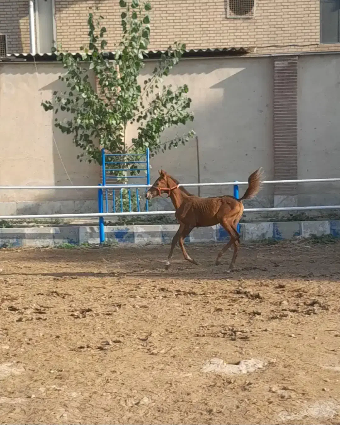 کره مادیون درهشوری|اسب و تجهیزات اسبسواری|فردوسیه, |دیوار