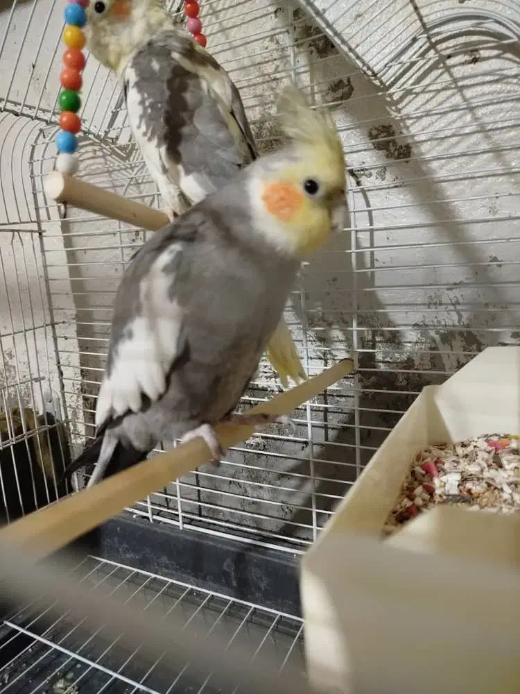 ‌ هلندی سخنگو.|پرنده|خاش, |دیوار