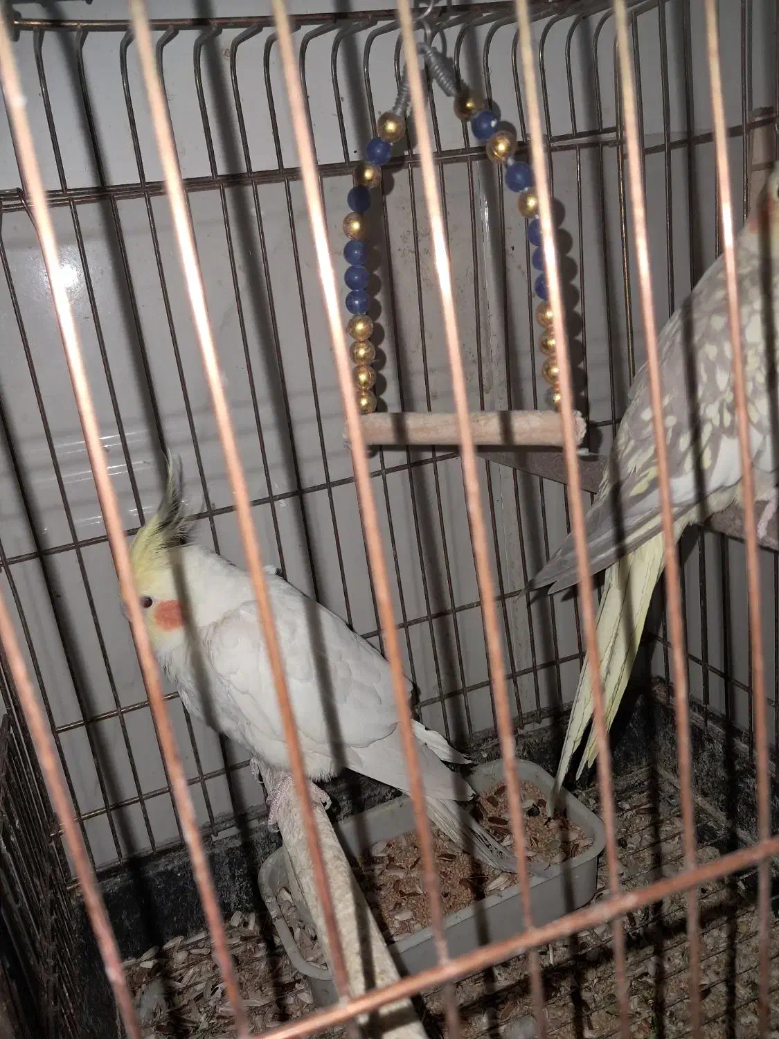 طوطی هلندی|پرنده|اندیمشک, |دیوار