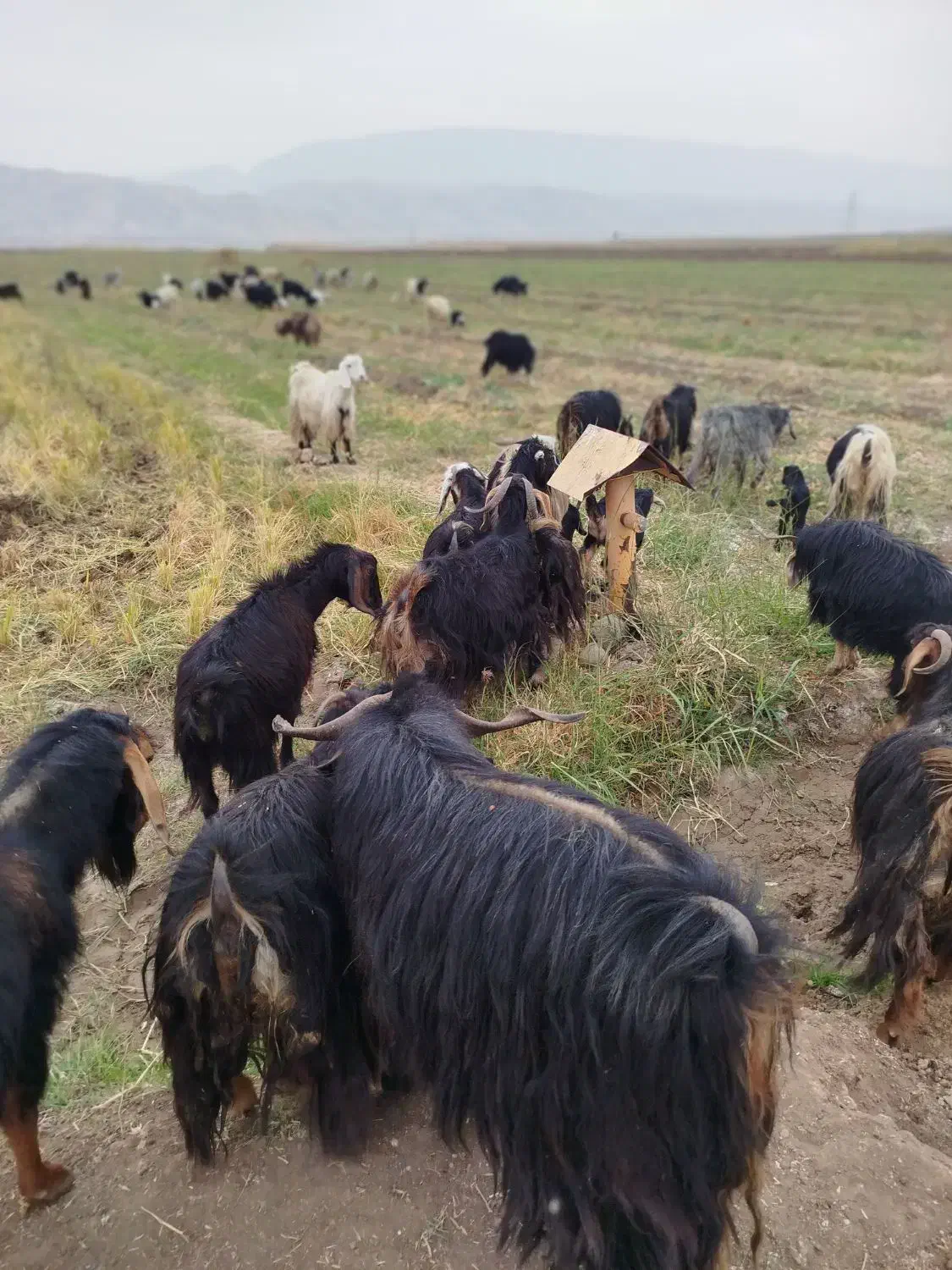 بزا بی بز ابس|حیوانات مزرعه|دره شهر, |دیوار