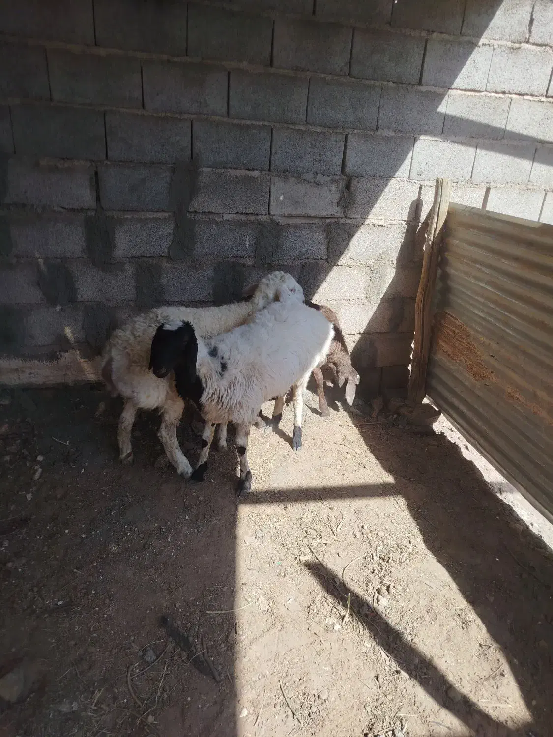 سه راس بره چینی درجه یک|حیوانات مزرعه|زرند, |دیوار