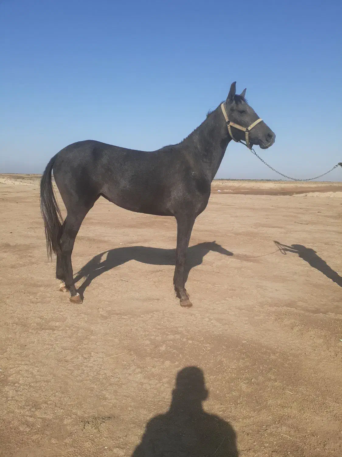 کره اسب ۱۶ ماهه مدارک کامل|اسب و تجهیزات اسب‌سواری|گنبد کاووس, |دیوار