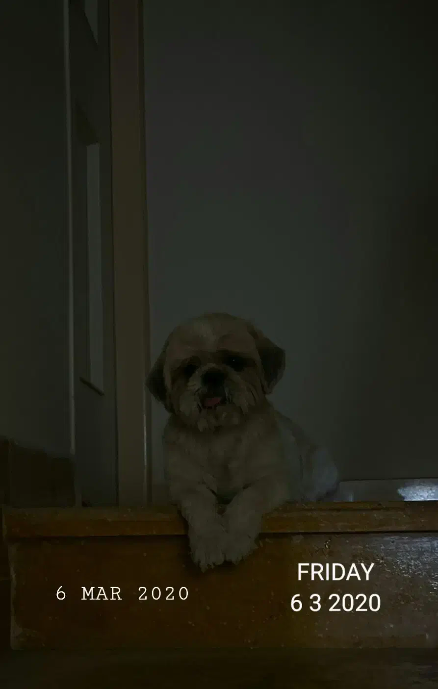 سگ واگذاری|سگ|شاهینشهر, بوستان حافظ|دیوار