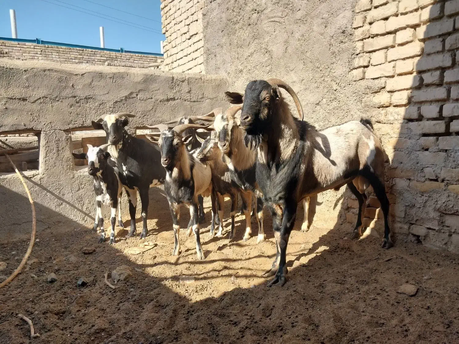 تعدادی نربز صلاله سومال|حیوانات مزرعه|تربتحیدریه, پائین ولایت|دیوار
