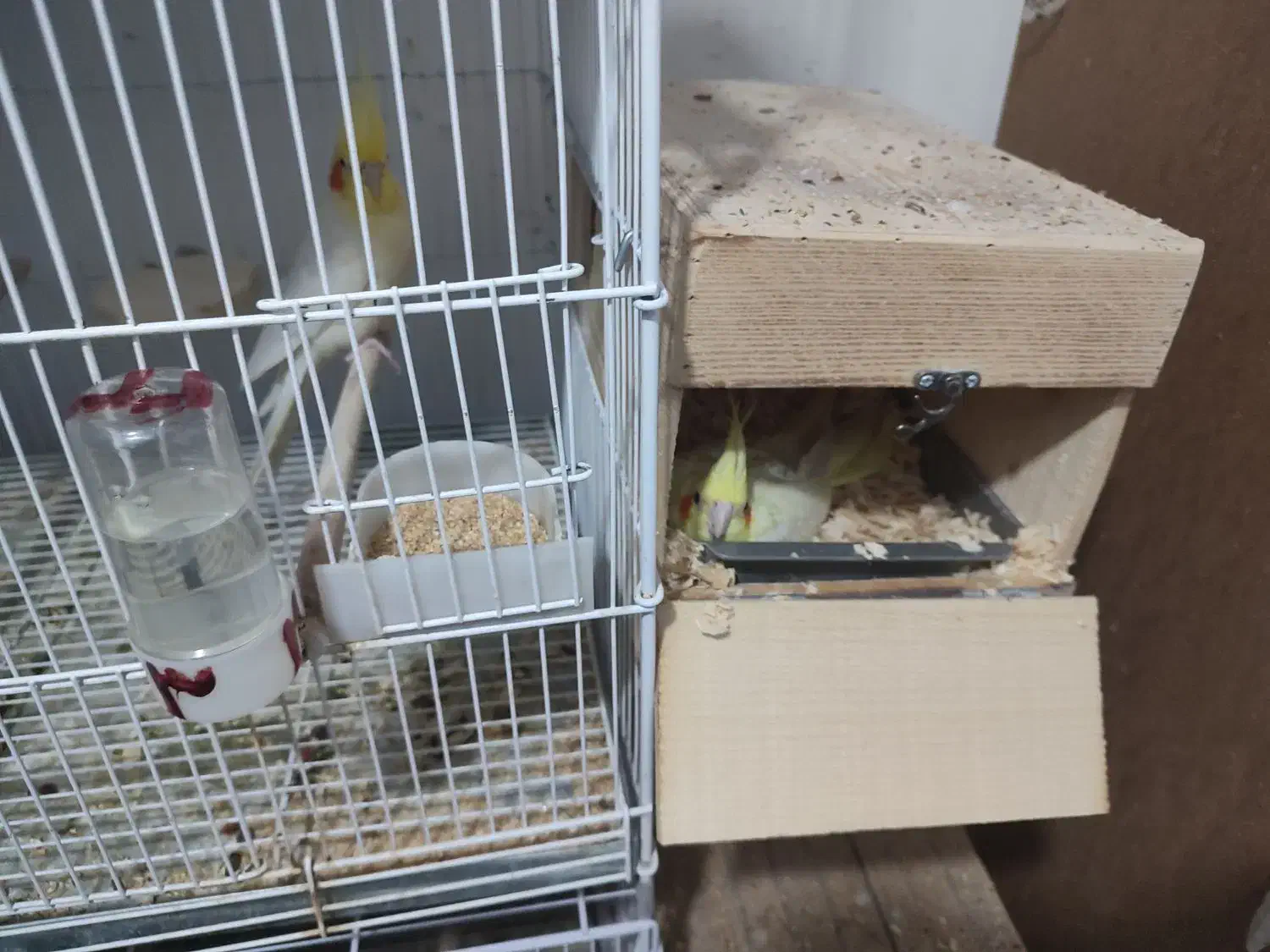 عروس هلندی مولد و فنچ مصری مولد|پرنده|شیراز, شهرک جماران|دیوار