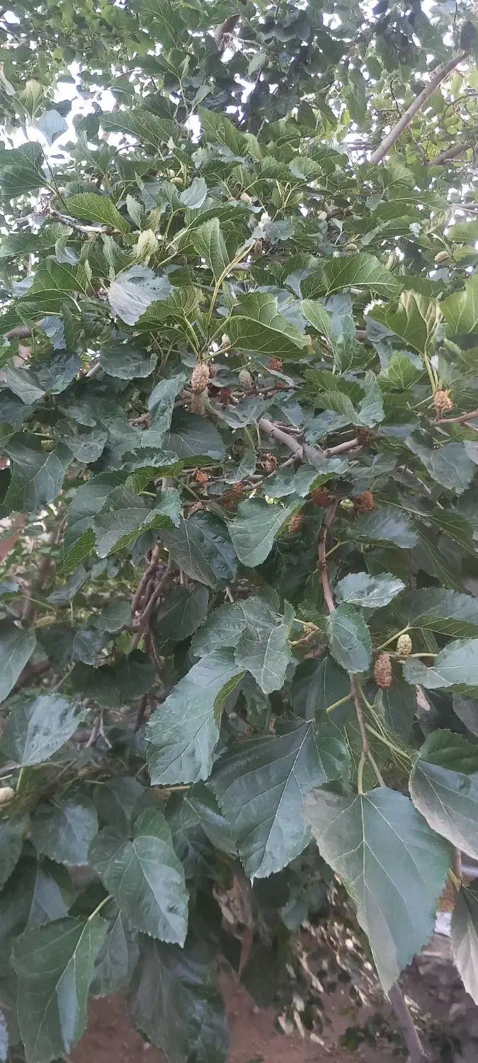 توت خشک امسال|خوردنی و آشامیدنی|تهران, گرگان|دیوار