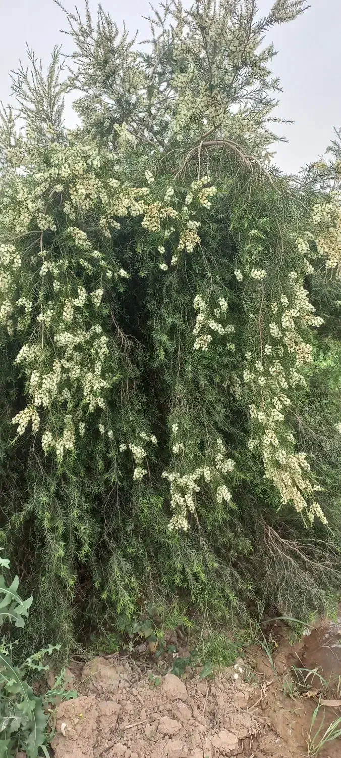 راهنمای|فعالیت داوطلبانه تحقیقاتی|دزفول, |دیوار