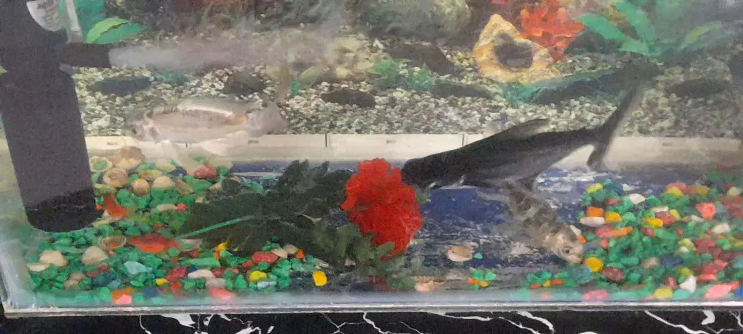 اکواریوم|ماهی|قائن, |دیوار