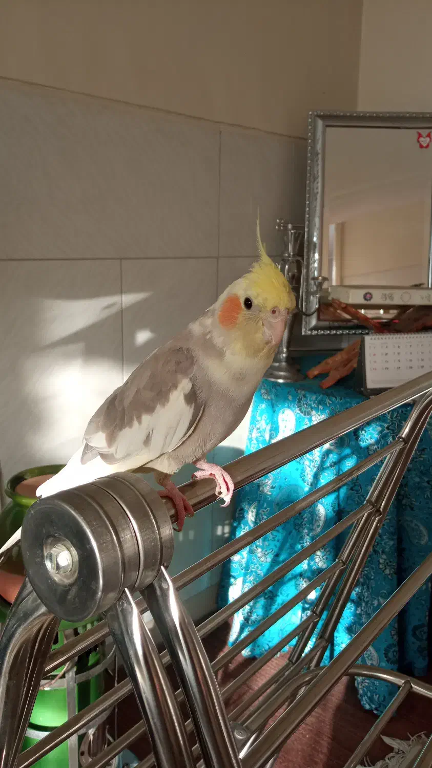 عروس هلندی سخنگو|پرنده|اصفهان, فجر|دیوار