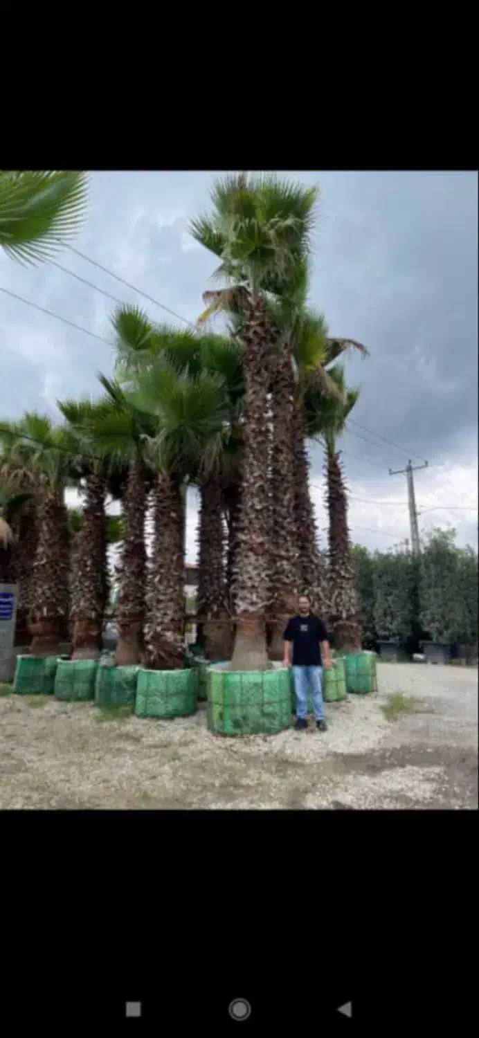 پالم واشنگتن ریشه پرس|خدمات باغبانی و درختکاری|تنکابن, |دیوار